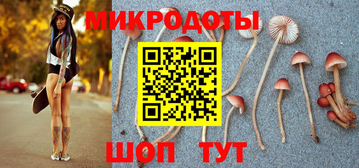 Галлюциногенные грибы Psilocybe Нововоронеж